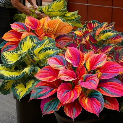 🌈🔥 Limited Edition Rainbow Flame Hostas -Rare Multicolor Foliage, Exclusive to Our Store 🌸