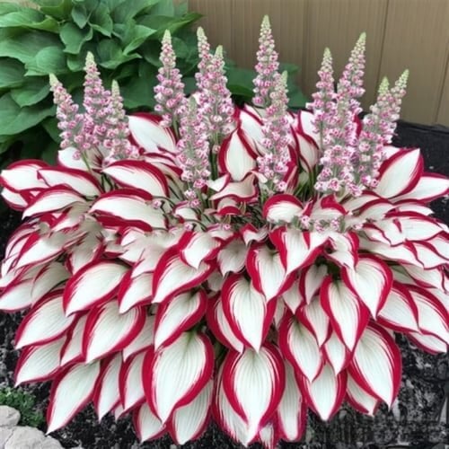 🌈🔥 Limited Edition Rainbow Flame Hostas -Rare Multicolor Foliage, Exclusive to Our Store 🌸