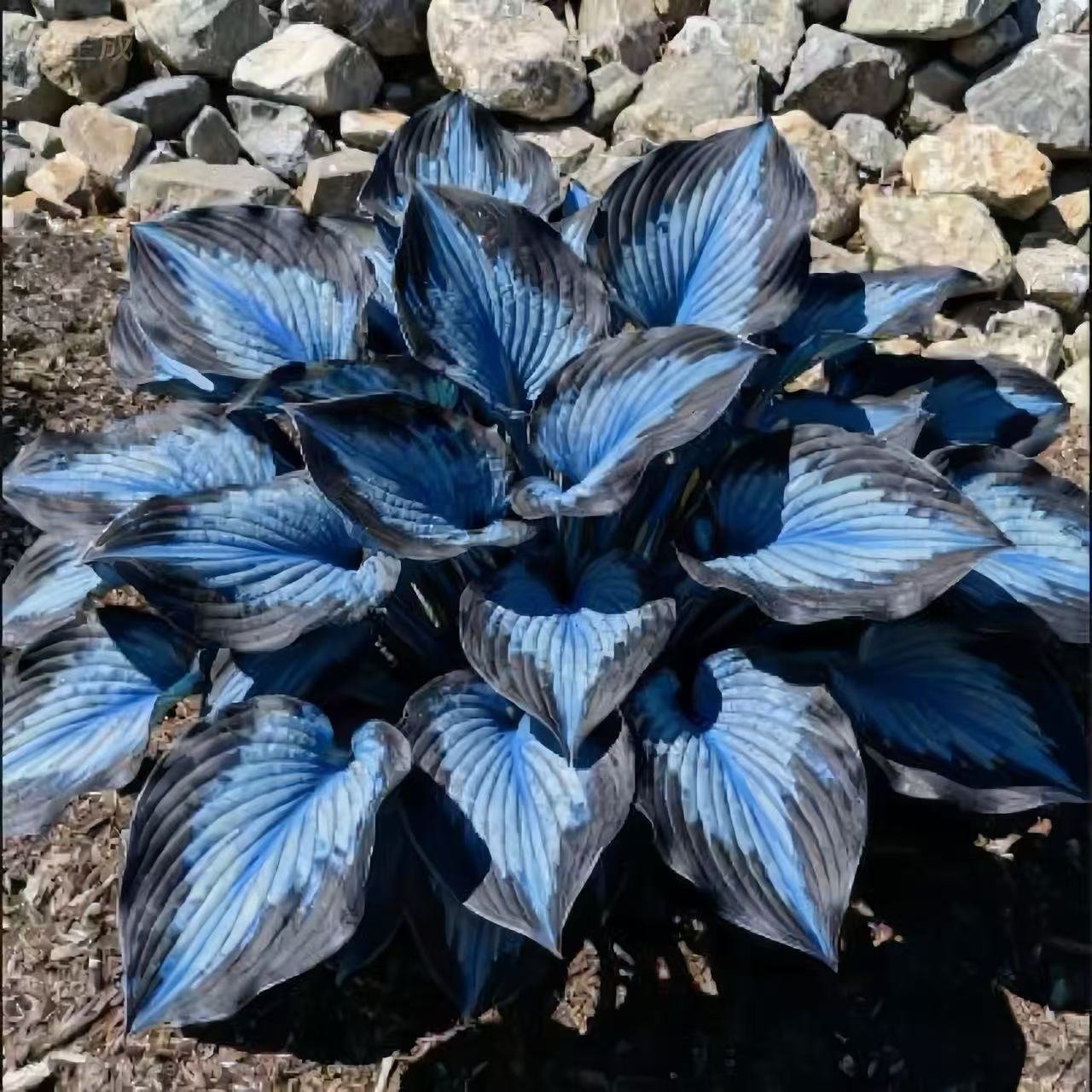 🌈🔥 Limited Edition Rainbow Flame Hostas -Rare Multicolor Foliage, Exclusive to Our Store 🌸